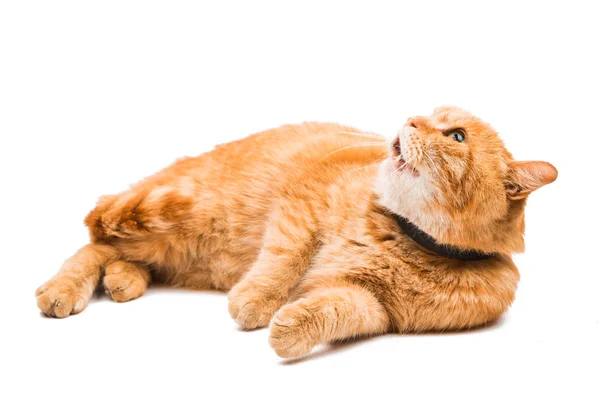 Gato vermelho isolado — Fotografia de Stock