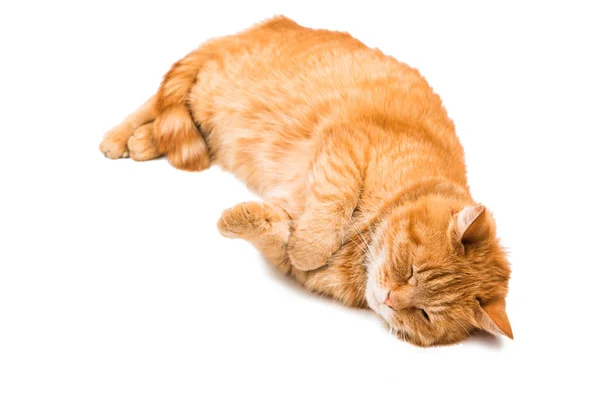 Červená kočka izolované — Stock fotografie