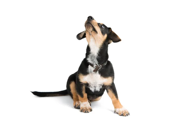 ダックスフント犬の分離 — ストック写真