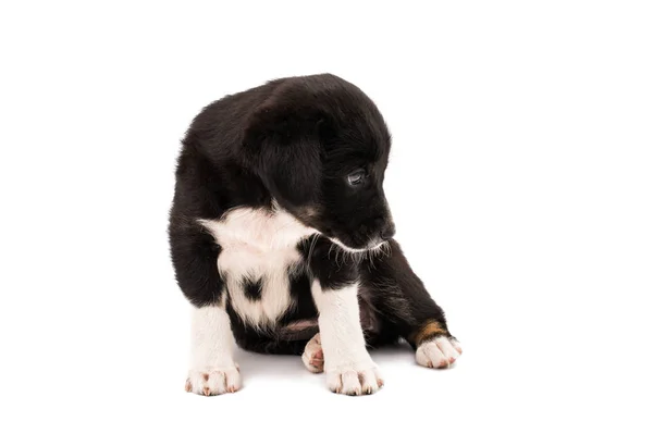 Black white dog isolated — Stock Photo, Image