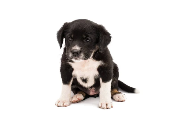 Schwarzer weißer Hund isoliert — Stockfoto