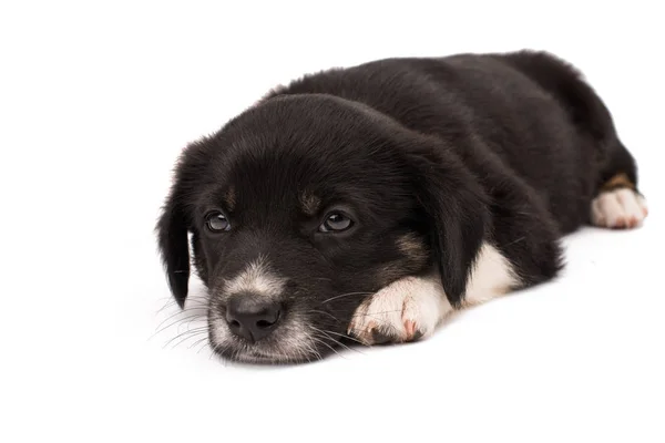 Preto cão branco isolado — Fotografia de Stock