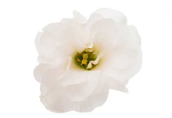 Mooie eustoma bloem — Stockfoto