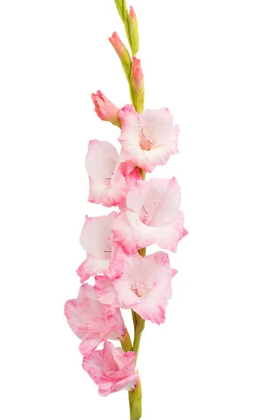 Vackra gladiolus blomma — Stockfoto