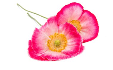 izole kırmızı gelincik