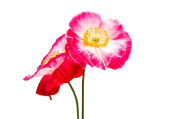 izole kırmızı gelincik