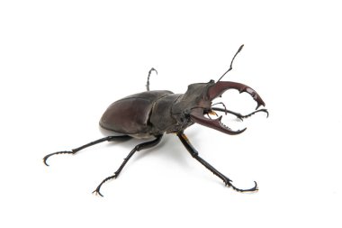 Böceği stag beetle izole 