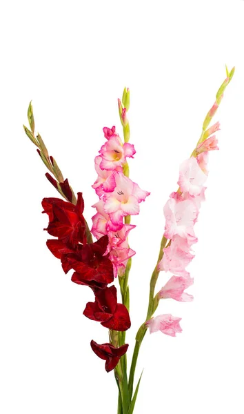 Schöne Gladiolenblüte — Stockfoto