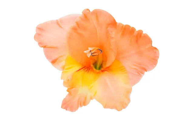 Hermosa flor de gladiolo —  Fotos de Stock