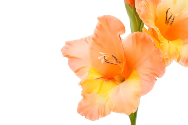 Schöne Gladiolenblüte — Stockfoto