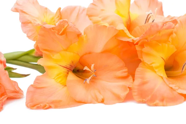 Vackra gladiolus blomma — Stockfoto