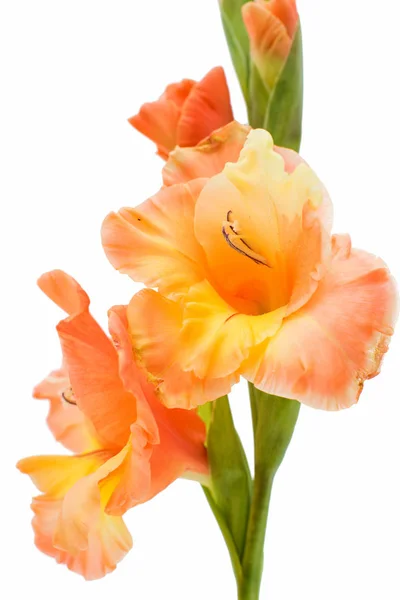 Bela flor de gladíolo — Fotografia de Stock