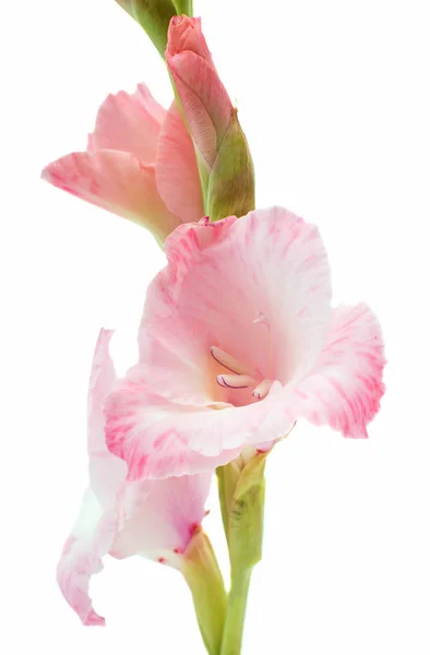 Bellissimo fiore di gladiolo — Foto Stock