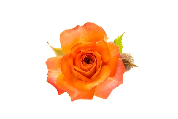 오렌지 로즈 절연 — 스톡 사진