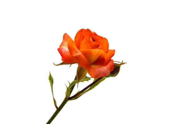 Orange Rose isoliert — Stockfoto