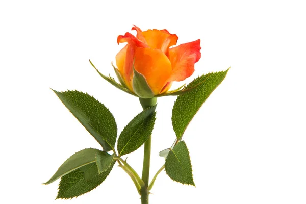 Rosa naranja aislada — Foto de Stock