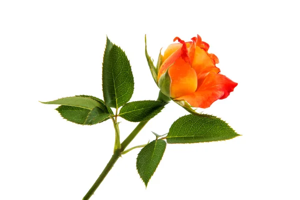 Rosa naranja aislada — Foto de Stock