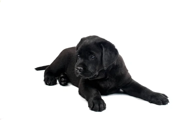 孤立的黑色拉布拉多犬 — 图库照片