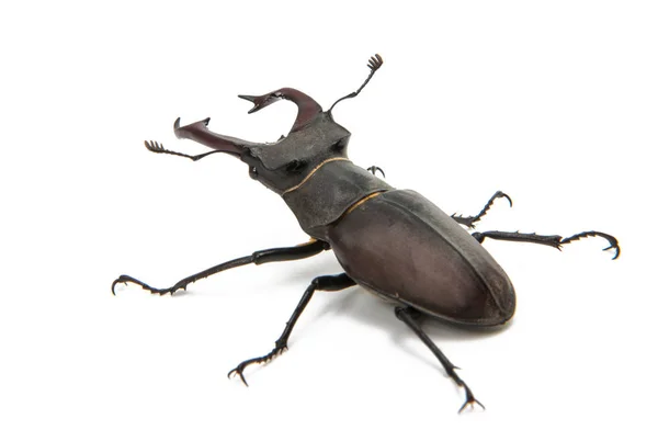 Beetle stag beetle isolated — Stock Photo, Image