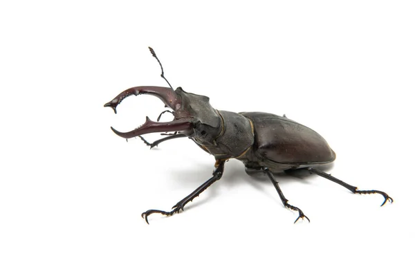 Beetle stag beetle isolated — Stock Photo, Image