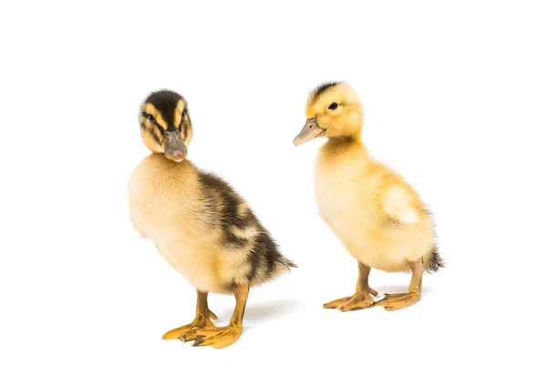 Small geese isolated — Stock Photo, Image