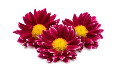 izole Kasımpatı çiçeği 