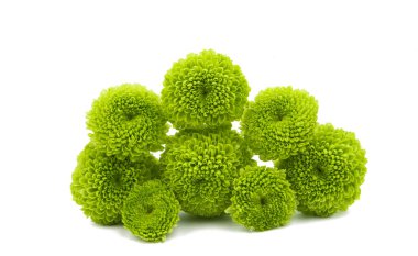 Yeşil krizantem izole 