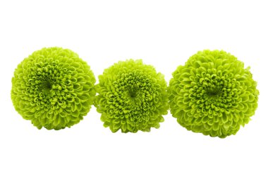 Yeşil krizantem izole 