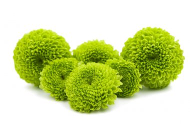 Yeşil krizantem izole 