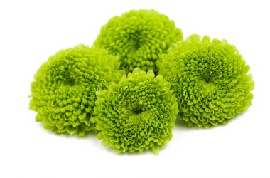 Yeşil krizantem izole 