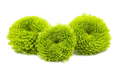 Yeşil krizantem izole 