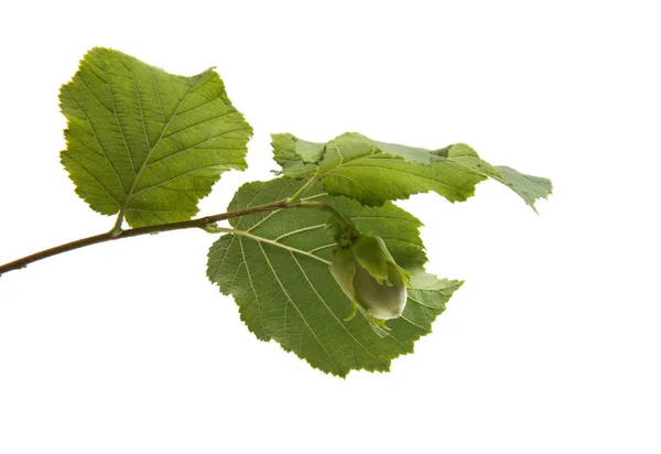 Green walnut hazelnut isolated — Stock Photo, Image