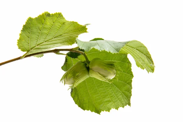 Green walnut hazelnut isolated — Stock Photo, Image