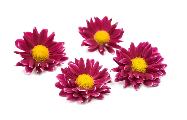 Chrysanthemum flower isolated — Stock Photo, Image