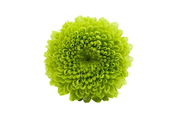 Green chrysanthemum isolated — Stock Photo, Image