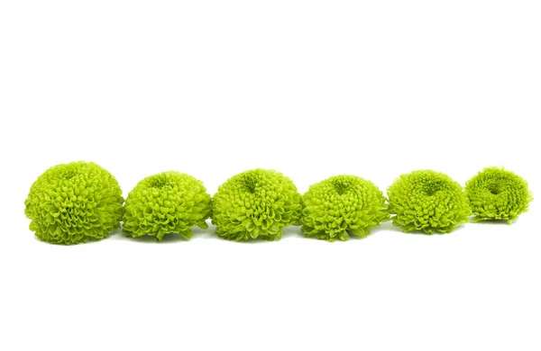 Green chrysanthemum isolated — Stock Photo, Image