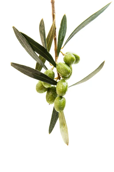 Гілка з зеленими оливками — стокове фото