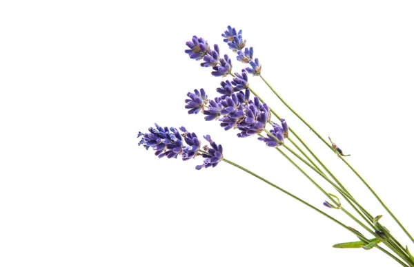 Lavender beauty bouquet — Stock Photo, Image