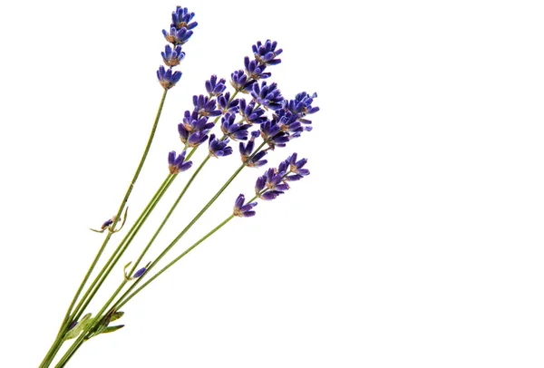 Lavender beauty bouquet — Stock Photo, Image