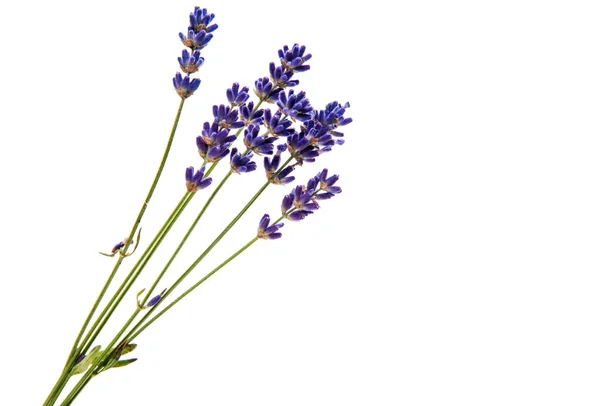 Ramo de belleza de lavanda — Foto de Stock