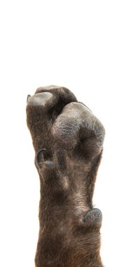 Kahverengi köpek korkunç 