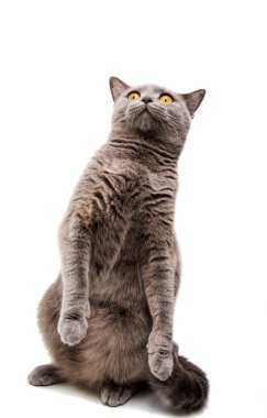 İzole Britanya ile ilgili stenografi Gri kedi 