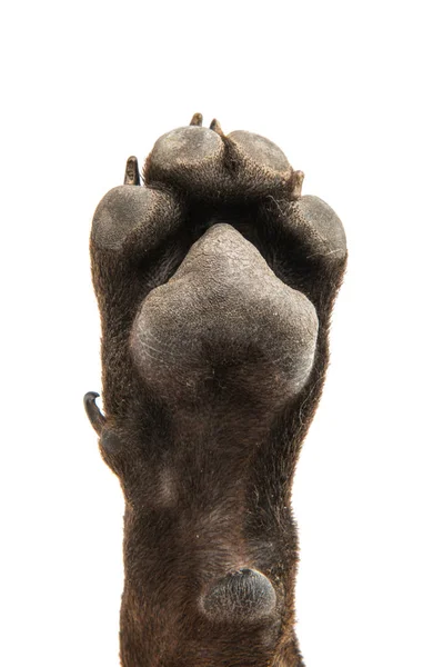Kahverengi köpek korkunç — Stok fotoğraf