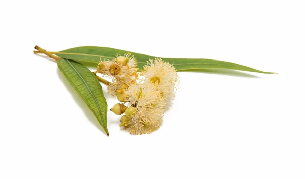 Eucalyptus green leaves — Stock Photo, Image