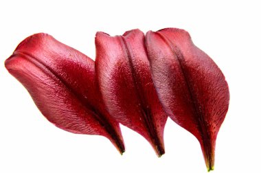 İzole kırmızı lily petal 