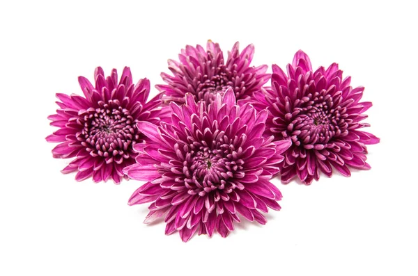 Chrysanthemum flower isolated — Stock Photo, Image