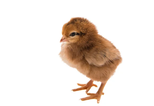 A chicken isolated — Stock Photo, Image