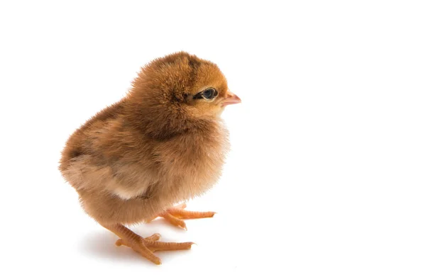 A chicken isolated — Stock Photo, Image