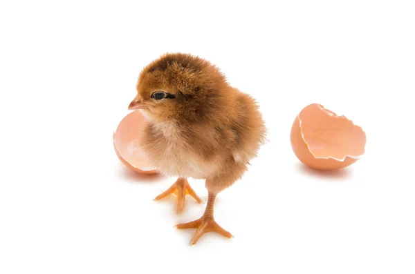 Ein Huhn isoliert — Stockfoto