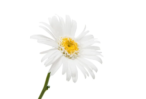 Flor de margarita blanca — Foto de Stock